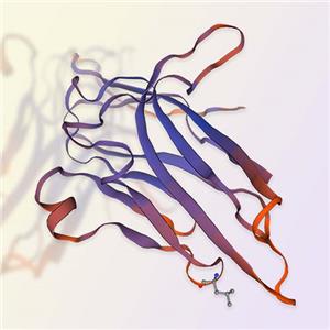 B7-H5重组蛋白，ACROBiosystems百普赛斯