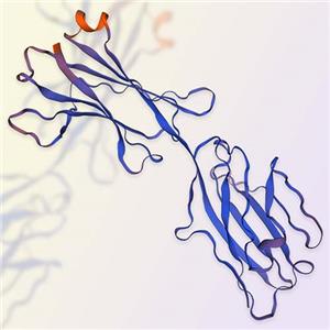 B7-H6重组蛋白，ACROBiosystems百普赛斯