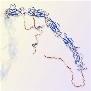 Cadherin-6重组蛋白，ACROBiosystems百普赛斯