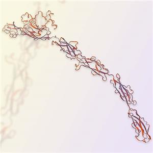 重組人Cadherin-17/CDH17蛋白-ACROBiosystems百普賽斯