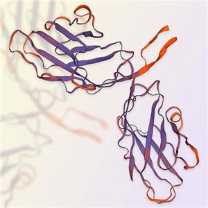 CD28蛋白/抗體 ACROBiosystems百普賽斯