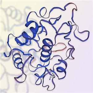 FOLR3重组蛋白-ACROBiosystems百普赛斯