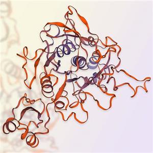 弗林蛋白酶（Furin）-ACROBiosystems百普赛斯