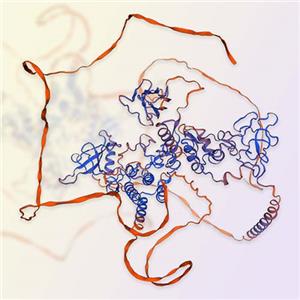 ROR2重组蛋白，ACROBiosystems百普赛斯