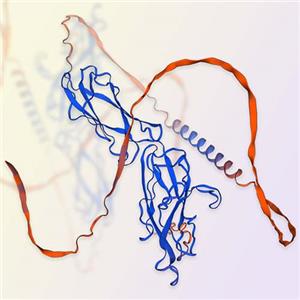 Siglec-3重组蛋白，ACROBiosystems百普赛斯