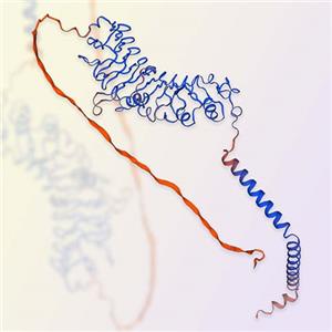 TPBG重组蛋白，ACROBiosystems百普赛斯