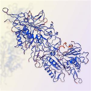 重組人TROP-2蛋白-ACROBiosystems百普賽斯