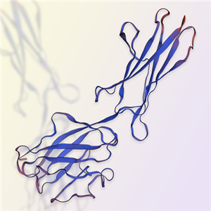 BTN1A1/Butyrophilin蛋白-ACROBiosystems百普赛斯