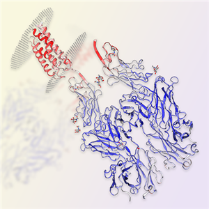 重組人CD47蛋白-ACROBiosystems百普賽斯