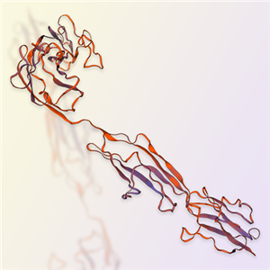 CEACAM1重組蛋白，ACROBiosystems百普賽斯