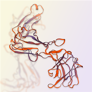 CEACAM8重组蛋白，ACROBiosystems百普赛斯