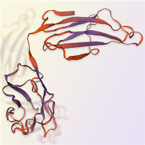 CRTAM蛋白-ACROBiosystems百普賽斯