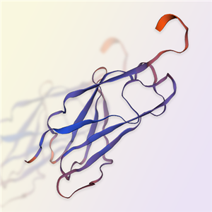 LAIR1/CD305重组蛋白-ACROBiosystems百普赛斯