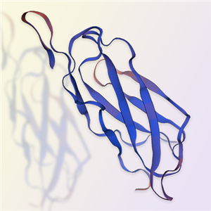 LAIR2/CD306蛋白-ACROBiosystems百普赛斯