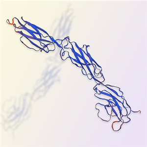 SIRPα重组蛋白，ACROBiosystems百普赛斯