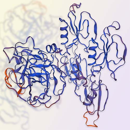 凝血因子XI,Coagulation factor XI