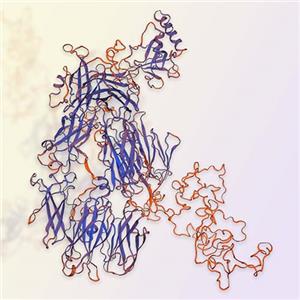 Complement C3a（補(bǔ)體C3a）-ACROBiosystems百普賽斯