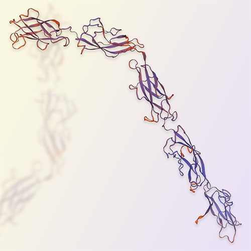 Cadherin 3蛋白,Cadherin 3