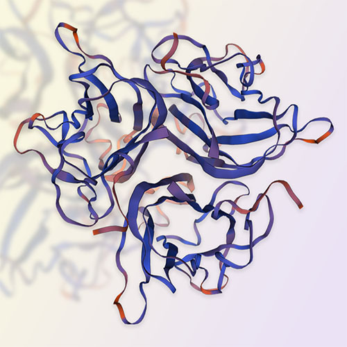 CD40L蛋白,CD40 Ligand