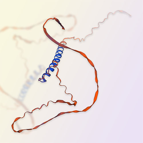 Glycophorin A蛋白,Glycophorin A