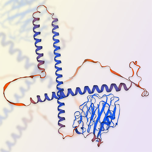 PTX抗体,Anti-PTX Antibody