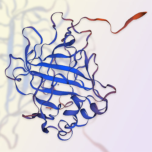 碳酸酐酶IX,Carbonic Anhydrase IX