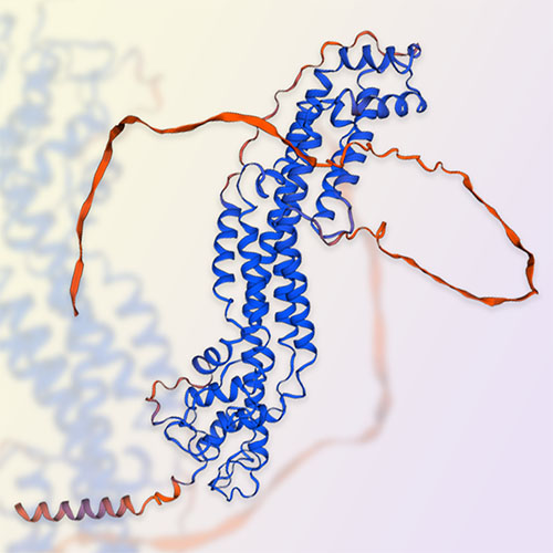 Glypican-1蛋白,Glypican-1