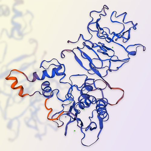 MMP1蛋白,MMP1