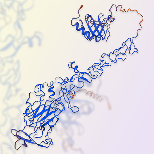 Netrin-1蛋白,Netrin-1