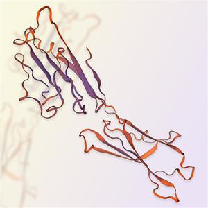 B7-2重组蛋白，ACROBiosystems百普赛斯