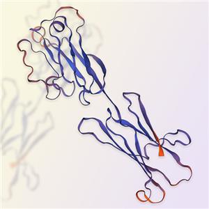 B7-H2重组蛋白，ACROBiosystems百普赛斯