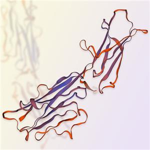 B7-H3/CD276蛋白 ACROBiosystems百普賽斯