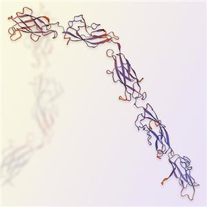 Cadherin 3/CDH3重组蛋白-ACROBiosystems百普赛斯