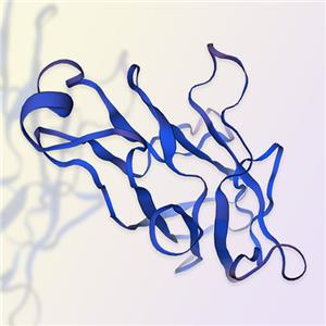 CD27L/CD70重组蛋白，ACROBiosystems百普赛斯
