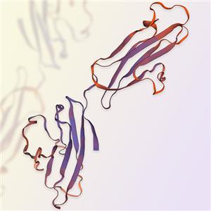 CD48重组蛋白-ACROBiosystems百普赛斯