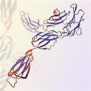 Flt-3/CD135蛋白-ACROBiosystems百普赛斯
