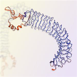 LGR5重组蛋白，ACROBiosystems百普赛斯