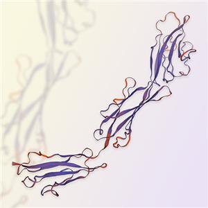 Nectin-4重组蛋白，ACROBiosystems百普赛斯