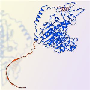 ALPP重组蛋白，ACROBiosystems百普赛斯