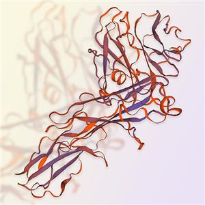 AXL受体酪氨酸激酶-ACROBiosystems百普赛斯