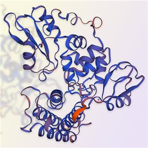 CBLB/RNF56蛋白-ACROBiosystems百普赛斯