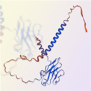 CD8a蛋白,CD8a