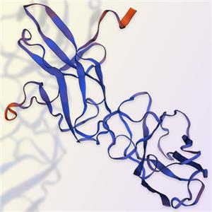 CD89重组蛋白-ACROBiosystems百普赛斯