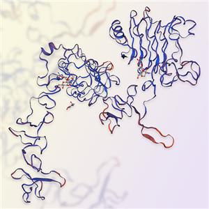 重组人ErbB3/Her3蛋白-ACROBiosystems百普赛斯