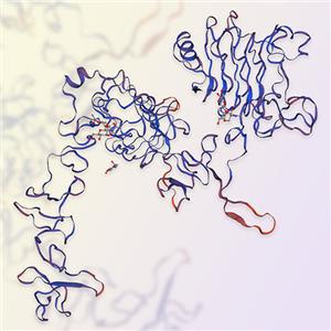 ERBB3/HER3重组蛋白，ACROBiosystems百普赛斯