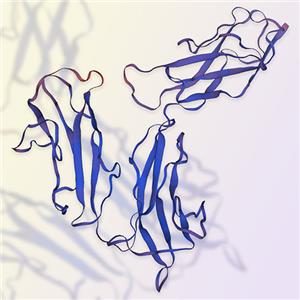 Fc gamma RI / CD64 ACROBiosystems百普赛斯