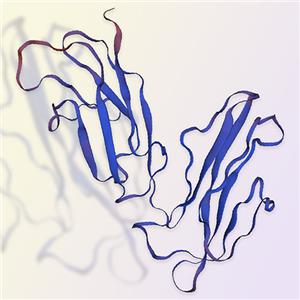 Fc gamma RIIA / CD32a ACROBiosystems百普赛斯