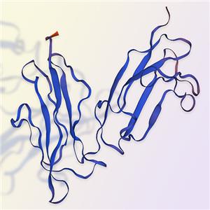 Fc gamma RIIB / CD32b，ACROBiosystems百普賽斯