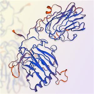 GAS6重组蛋白，ACROBiosystems百普赛斯