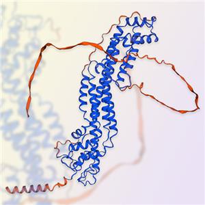 Glypican-1/GPC1蛋白-ACROBiosystems百普賽斯